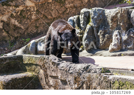 多摩動物公園, ツキノワグマ 多摩動物公園, ツキノワグマ 105817269