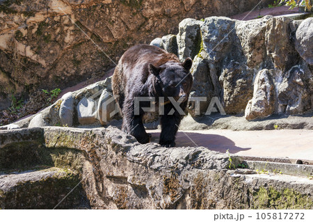 多摩動物公園, ツキノワグマ 105817272