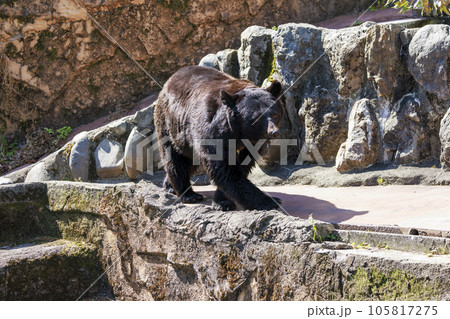 多摩動物公園, ツキノワグマ 105817275