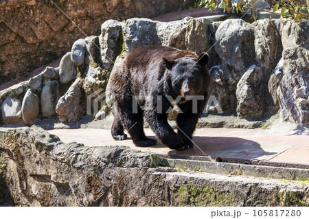 多摩動物公園, ツキノワグマの写真素材 [105817280] - PIXTA