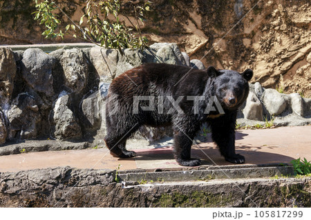 多摩動物公園, ツキノワグマ 多摩動物公園, ツキノワグマ 105817299