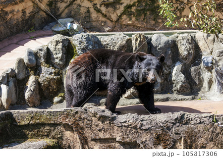 多摩動物公園, ツキノワグマ 105817306