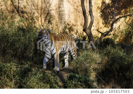 多摩動物公園 アムールトラ 多摩動物公園 アムールトラ 105817503