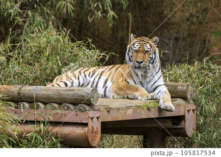 多摩動物公園 アムールトラ 105817534
