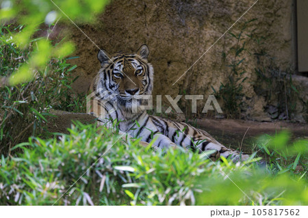 多摩動物公園 アムールトラ 105817562