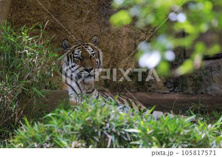 多摩動物公園 アムールトラ 105817571