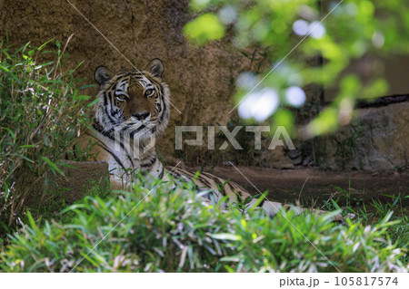 多摩動物公園 アムールトラ 105817574
