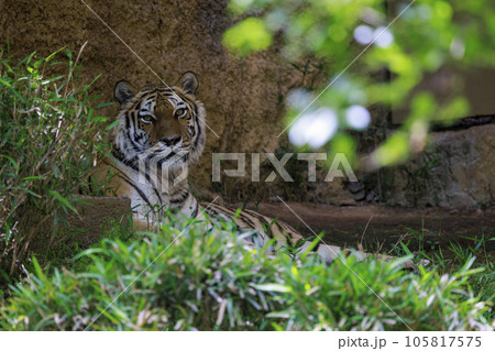 多摩動物公園 アムールトラ 多摩動物公園 アムールトラ 105817575