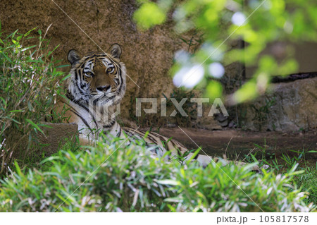 多摩動物公園 アムールトラ 多摩動物公園 アムールトラ 105817578