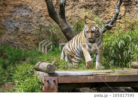多摩動物公園 アムールトラ 105817595