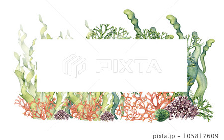 Frame of colorful sea plants watercolor illustration isolated on white. Laminaria seaweed, coral, palmata hand drawn. Design element for package, label, signboard, card, template, marine collection Frame of colorful sea plants watercolor illustration isolated on white. Laminaria seaweed, coral, palmata hand drawn. Design element for package, label, signboard, card, template, marine collection 105817609