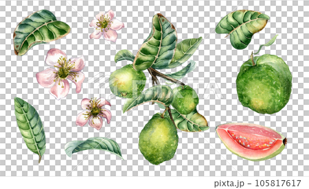 Set with branch of tree and guava fruits whole and sliced watercolor illustration isolated on white. Green leaves, flowers of guajava hand drawn. Design for wrapping, packaging, label, poster 105817617