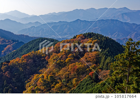 景信山から見る紅葉の高尾山稜と丹沢の山並み 105817664