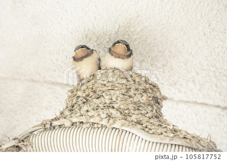 かわいいツバメのヒナ　燕の巣　巣立ち間近のツバメ　ツバメの巣作り　イメージ素材 105817752