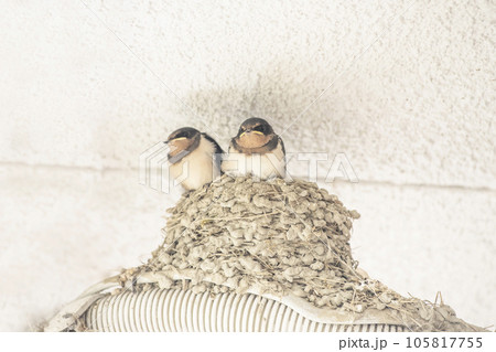 かわいいツバメのヒナ　燕の巣　巣立ち間近のツバメ　ツバメの巣作り　イメージ素材 105817755
