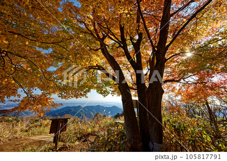 高尾山稜・景信山の紅葉と関東平野の眺め 105817791