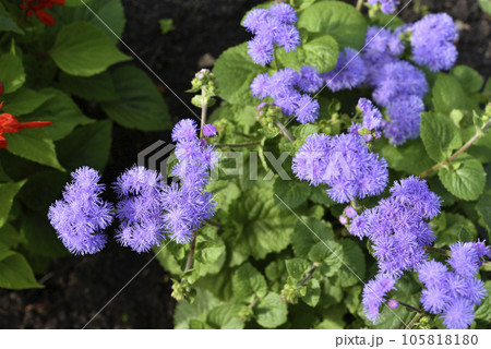 Purple flowers in the summer garden. Bush Ageratum conyzoides. Small ageratum flowers. Purple flowers in the summer garden. Bush Ageratum conyzoides. Small ageratum flowers. 105818180