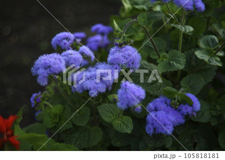 Purple flowers in the summer garden. Bush Ageratum conyzoides. Small ageratum flowers. Purple flowers in the summer garden. Bush Ageratum conyzoides. Small ageratum flowers. 105818181