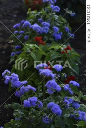 Purple flowers in the summer garden. Bush Ageratum conyzoides. Small ageratum flowers. Purple flowers in the summer garden. Bush Ageratum conyzoides. Small ageratum flowers. 105818191