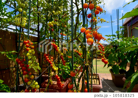 家庭菜園で夏を楽しく美味しく　プランターで野菜を育てる生活 105818325
