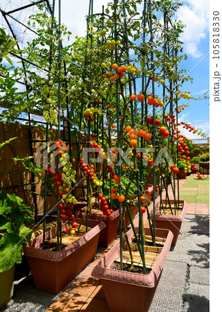 日当たりの良いルーフバルコニーを活用 家庭菜園でミニトマトをプランター栽培 いろいろな夏野菜が沢山 日当たりの良いルーフバルコニーを活用 家庭菜園でミニトマトをプランター栽培 いろいろな夏野菜が沢山 105818330