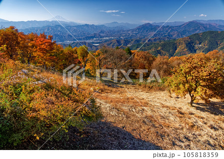 紅葉の陣馬山から見る富士山と中央線沿線の山並み 105818359
