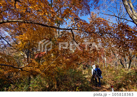 紅葉の陣馬山山頂付近を行くハイカー 紅葉の陣馬山山頂付近を行くハイカー 105818363
