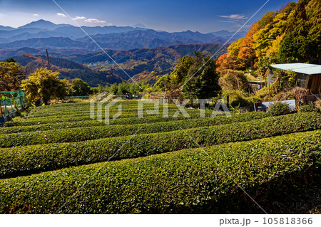 陣馬山・栃谷集落の茶畑と富士山遠望 105818366
