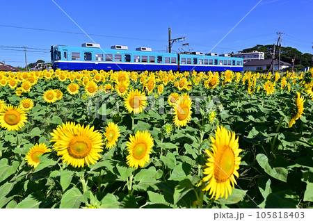 ひまわり畑を行く銚子電鉄澪つくし号 105818403