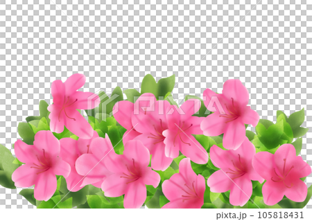 五月躑躅（サツキツツジ）、皐月（サツキ）の花のカード1 105818431