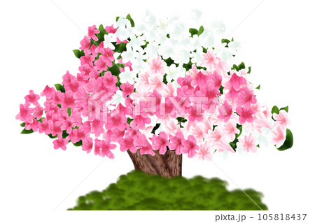 五月躑躅(サツキツツジ)、皐月(サツキ)の花のカード7 五月躑躅(サツキツツジ)、皐月(サツキ)の花のカード7 105818437