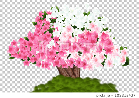 五月躑躅(サツキツツジ)、皐月(サツキ)の花のカード7 五月躑躅(サツキツツジ)、皐月(サツキ)の花のカード7 105818437