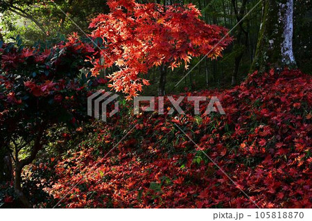 秋の常勝寺 秋の常勝寺 105818870