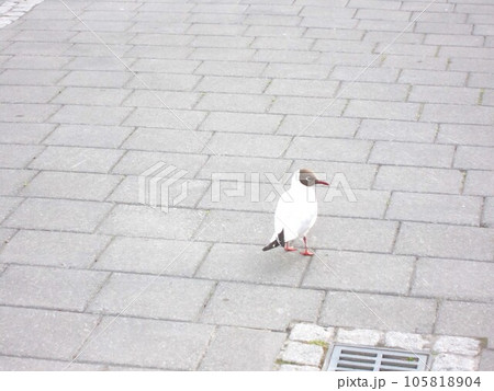 アイスランドの鳥、パフィン アイスランドの鳥、パフィン 105818904