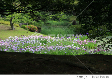 入梅の栗林公園（6月上旬・ハナショウブ） 105819040