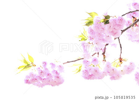 島根の八重桜 105819535