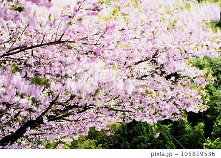 島根の八重桜 105819536