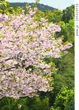 島根の八重桜 105819539
