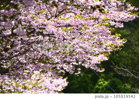 島根の八重桜 105819542