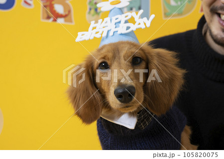 飼い犬の誕生日を祝う男性 飼い犬の誕生日を祝う男性 105820075