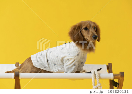 洋服を着たダックスフンド,子犬,黄色 洋服を着たダックスフンド,子犬,黄色 105820131