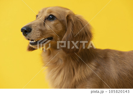 ダックスフンド,子犬,カラー背景,黄色 ダックスフンド,子犬,カラー背景,黄色 105820143