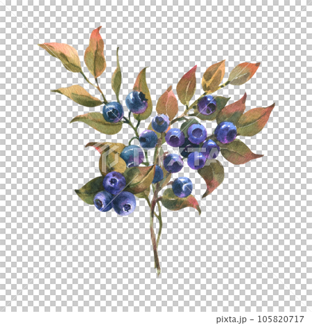 Watercolor Hand Drawn illustration of Blueberry with green leaves. Forest Plant with Blue Berries isolated on white background. Watercolor Hand Drawn illustration of Blueberry with green leaves. Forest Plant with Blue Berries isolated on white background. 105820717