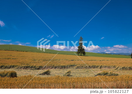 夏のクリスマスツリーの木 105822127