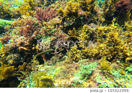 東京都　伊豆大島　トウシキ遊泳場 105822998