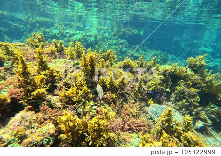 東京都 伊豆大島 トウシキ遊泳場 東京都 伊豆大島 トウシキ遊泳場 105822999