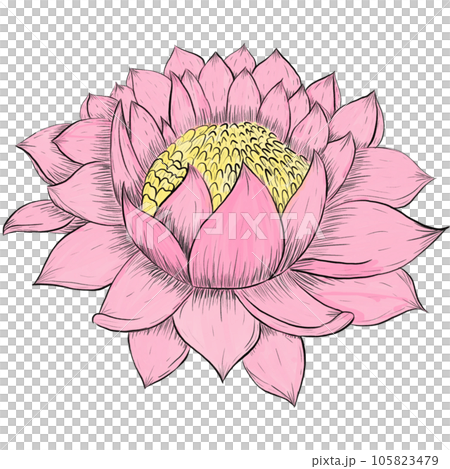 A lotus flower  105823479