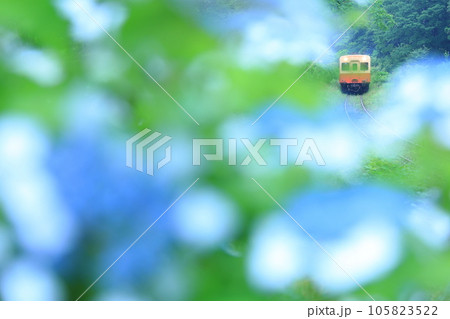 小湊鉄道　がくあじさいの咲く谷間を行くかわいいディーゼルカーキハ200 105823522