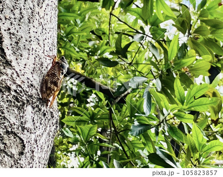 木にとまるアブラゼミ_油蝉_ 夏の風景_夏休み 105823857