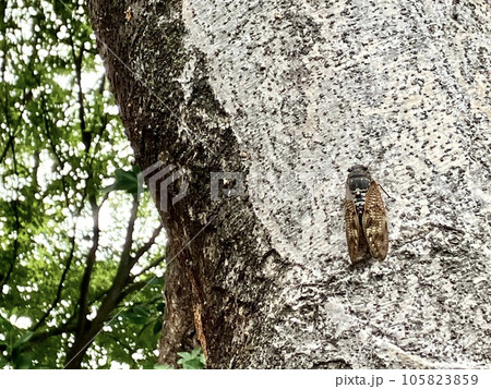 木にとまるアブラゼミ_油蝉_ 夏の風景_夏休み 105823859